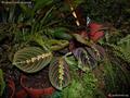Maranta Fascintator